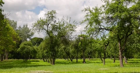 An old apple orchard with trees that are not being cared for, planted in rows of Stock Footage 325708155