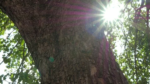 Old apple tree bark close up tilt shot Stock Footage 113097405