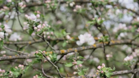 Old apple tree with beautiful blooming flowers Vídeos de archivo 156291973