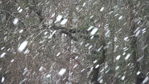 Old apple tree branches and snowfall snowflakes background Stock Footage 132570936