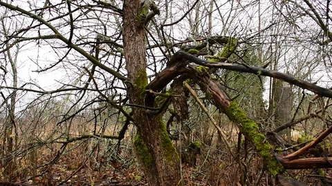 Old apple tree with a broken branch Stock Footage 119217276