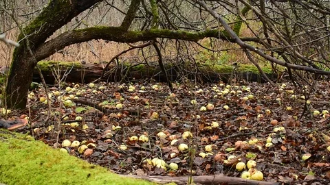 Old apple tree, fallen trees, apples Stock Footage 119216526