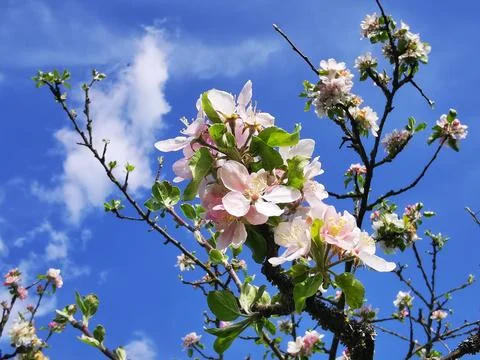 The old apple tree is in full bloom Stock Photos