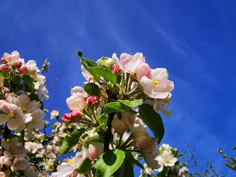The old apple tree is in full bloom on a sunny spring day Stock Photos