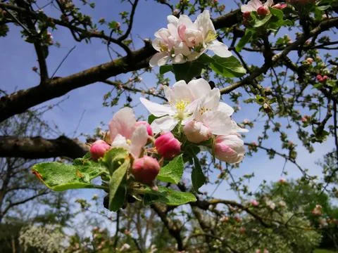 The old apple tree is in full bloom and shows all its beauty Stock Photos