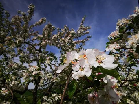The old apple tree is in full bloom and shows a true sea of ​​flowers Stock Photos