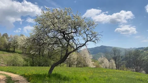 Old Apple tree full of flowers on mountain with blue sky and huge white clouds Stock Footage 256083278