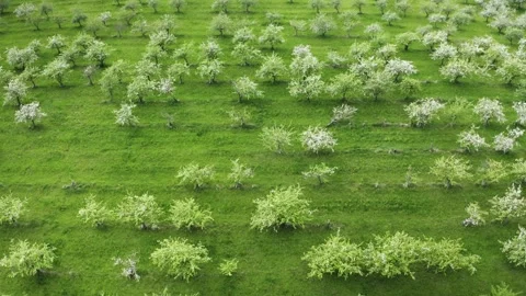 Old apple tree garden Stockbeeldmateriaal 154675572