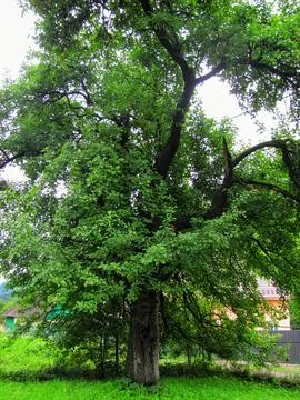 Old Apple Tree in Garden Stock Photos