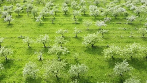 Old apple tree garden side move Stockbeeldmateriaal 154675565