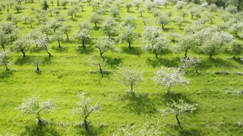 Old apple tree garden in sunlight Stockbeeldmateriaal 154675566
