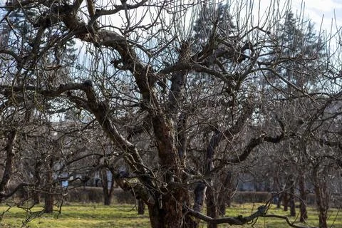 Old apple tree with gnarled bare branches stands in a dormant orchard durin.. Stock Photos