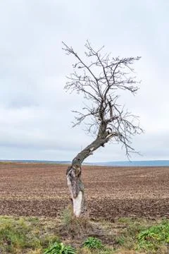 Old apple tree grows on a meadow Stock Photos