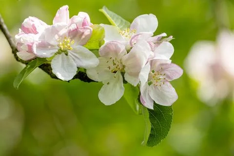 The old apple tree has beautiful blossoms Stock Photos