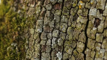 Old apple tree on a meadow, Close up trunk shot Stock Footage 85860965