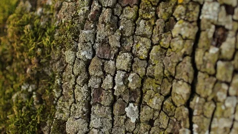Old Apple Tree On A Meadow, Close Up Trunk Shot Stock Footage 86737638
