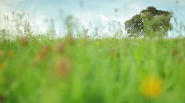 Old apple tree on a meadow, Detail to wide shot Stock Footage 85860150