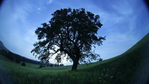 Old apple tree on a meadow, extreme wide angle Stock Footage 85863522