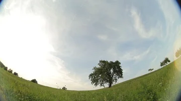 Old apple tree on a meadow, extreme wide lens shot. Stock Footage 85863589