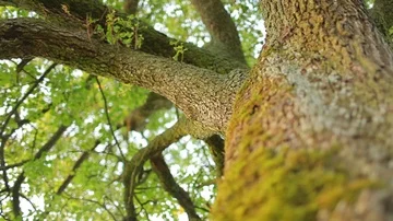 Old apple tree on a meadow, focus shift Stock Footage 85860801