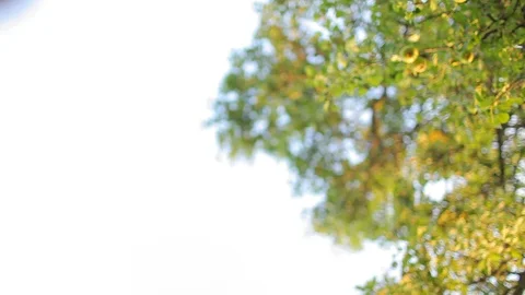 Old apple tree on a meadow, Focus shift Stock Footage 85861097