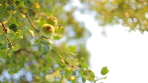 Old apple tree on a meadow, hand held shot Stock Footage 85860691