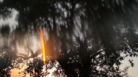 Old apple tree on a meadow, lens flare Stock Footage 85863138