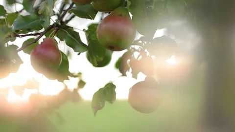 Old apple tree on a meadow, Lens flare artificial shot, Close up of apples Stock Footage 86738323