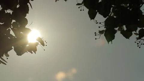 Old apple tree on a meadow, low angel shot. Stock Footage 85863384