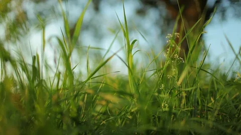 Old apple tree on a meadow, panning focus sift shot Stock Footage 85861821