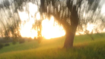 Old apple tree on a meadow, panning shot, artificial. Stock Footage 85862912