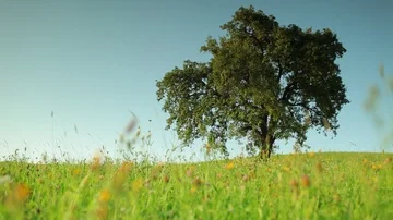 Old apple tree on a meadow, smooth handheld shot Stock Footage 85861671