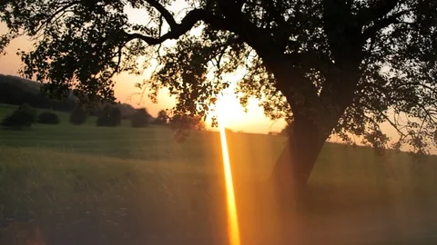 Old apple tree on a meadow, sun flare in sunset Stock Footage 85862832
