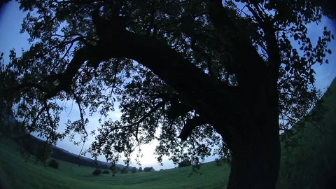 Old apple tree on a meadow, super wide angle shot Stock Footage 85863684