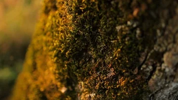 Old apple tree on a meadow, Trunk close up Stock Footage 85861960