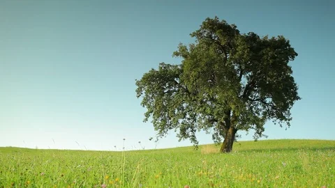 Old apple tree on a meadow, very smooth handheld shot Stock Footage 85861767