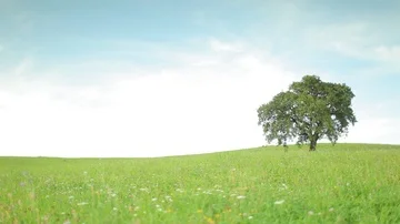 Old apple tree on a meadow, wide angle Stock Footage 85860144
