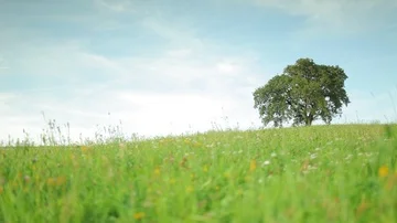 Old apple tree on a meadow, wide angle shot Stock Footage 85860295