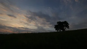 Old apple tree on a meadow, wide angle sunset shot. Stock Footage 85861351
