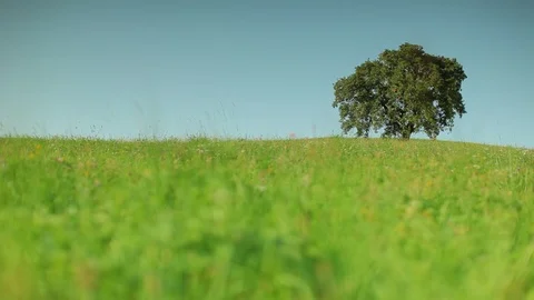 Old apple tree on a meadow, wide shot Stock Footage 85861585