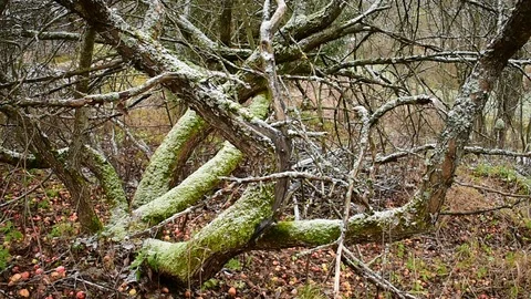 Old apple tree, mossy trunks, the first snow Stock Footage 118908248