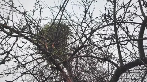 Old apple tree in an orchard and falling snow. Apples in snow 240 fps Stock Footage 224709980