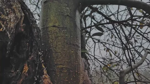 Old apple tree in an orchard and falling snow. Apples in snow 240 fps Video stock 224710813