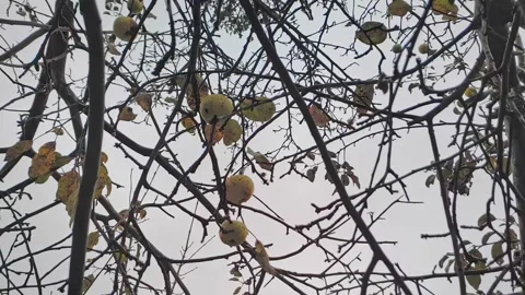 Old apple tree in an orchard and falling snow. Apples in snow 240 fps Video stock 224712371
