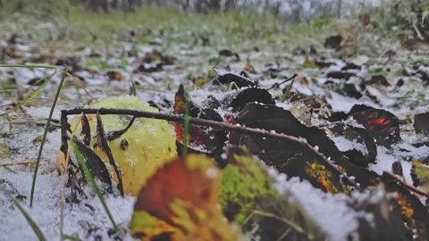 Old apple tree in an orchard and falling snow. Apples in snow 240 fps Stock Footage 224713134