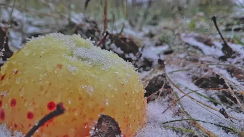 Old apple tree in an orchard and falling snow. Apples in snow 240 fps Video stock 224714270