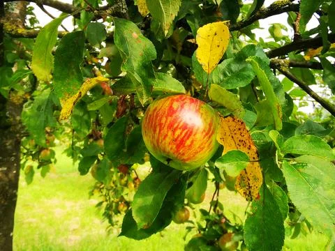 The old apple tree in the orchard bears a bright red apple - the other appl.. Stock Photos