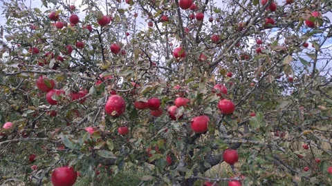 Old Apple Tree Overloaded with Large Red Fruit Ready for Autumn Harvest Stock Footage 319883451