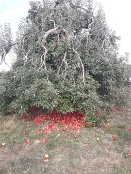 Old apple tree Stock Photos