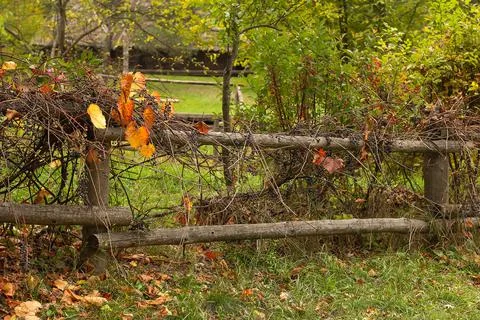 Old apple tree with red apples entwined with grapes with ripe blue berries an Stock Photos